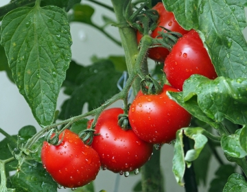 crecimiento-produccion-tomate-2020.jpg