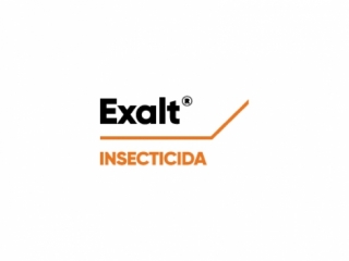 exalt-logo.jpg