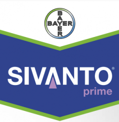 sivanto-prime-logo_1.png